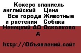 Кокерс спаниель английский  › Цена ­ 4 500 - Все города Животные и растения » Собаки   . Ненецкий АО,Осколково д.